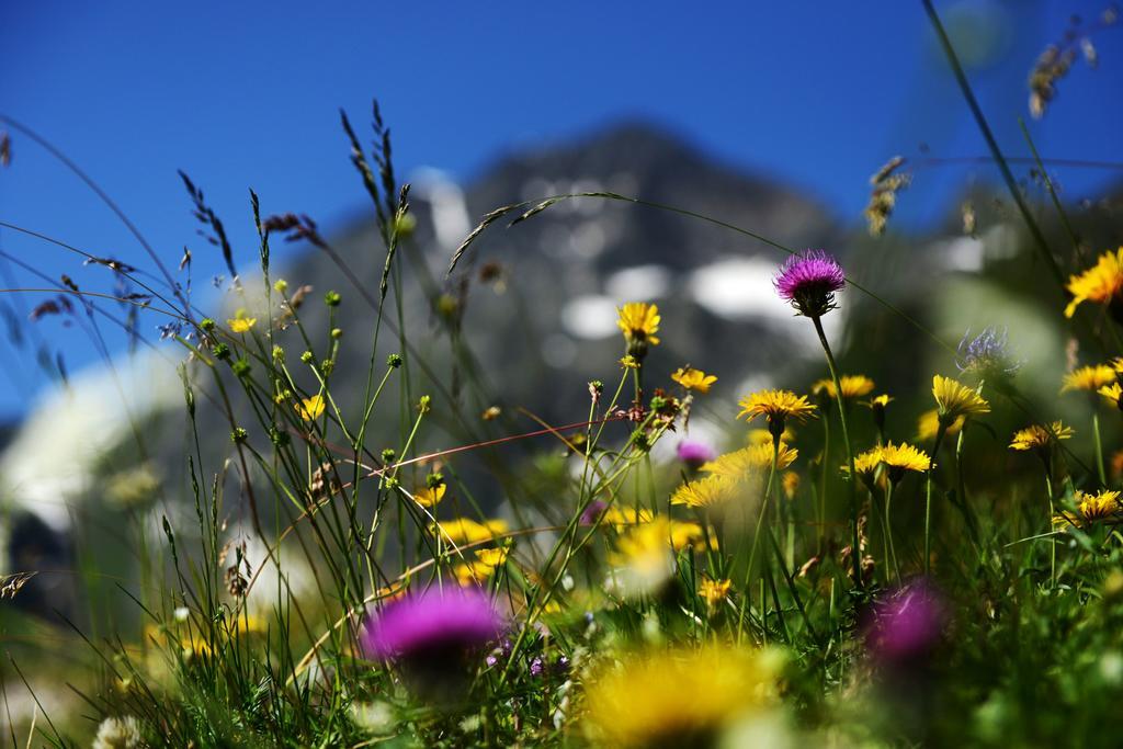 Bed and Breakfast Haus Elisabeth Neustift im Stubaital Exterior foto